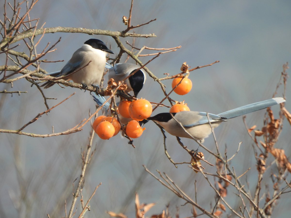 트친님들 수목원 오셔서 물까치 구역 오랜만에 갔다. 물까치 먹방 ㅠㅠ 너무 행복해보이고 저 까만 정수리가 넘나 귀여운 것.
