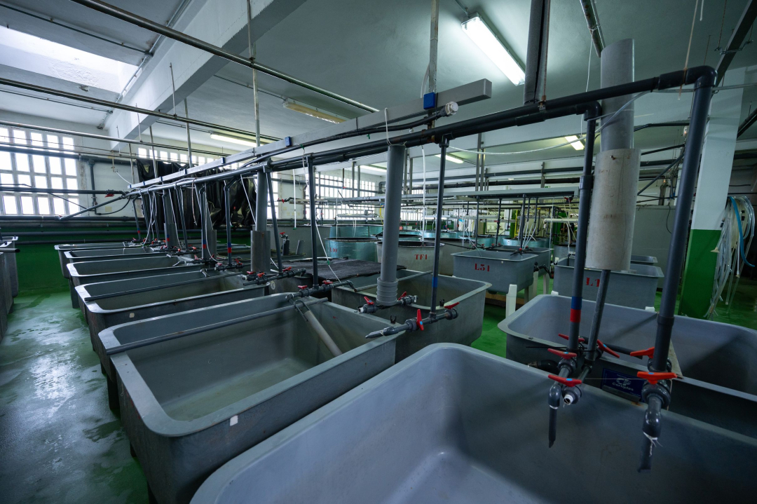 IEOVigo's tweet image. 🐙 ¡Hoy es el Día de la Acuicultura!
 
🌊 Desde nuestro centro queremos contaros cómo contribuimos al desarrollo de una acuicultura sostenible.