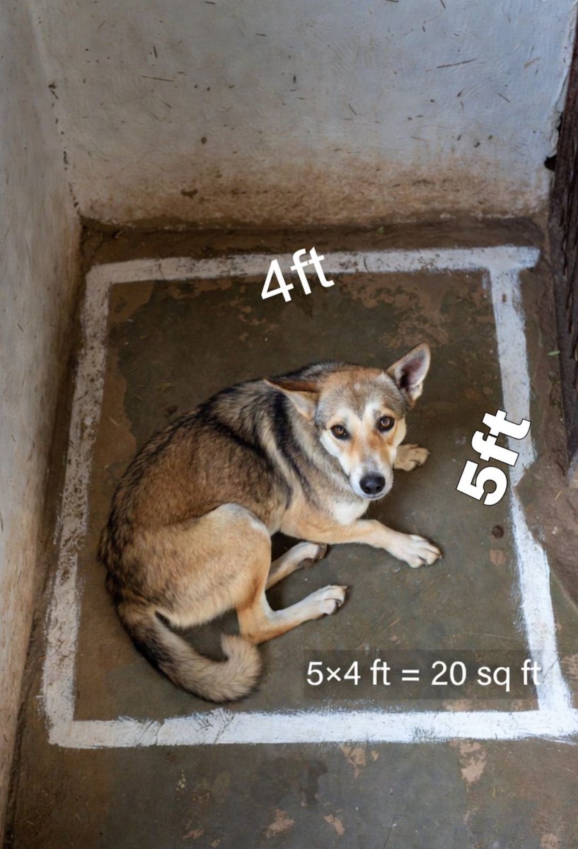 Ajay Joe tweet media