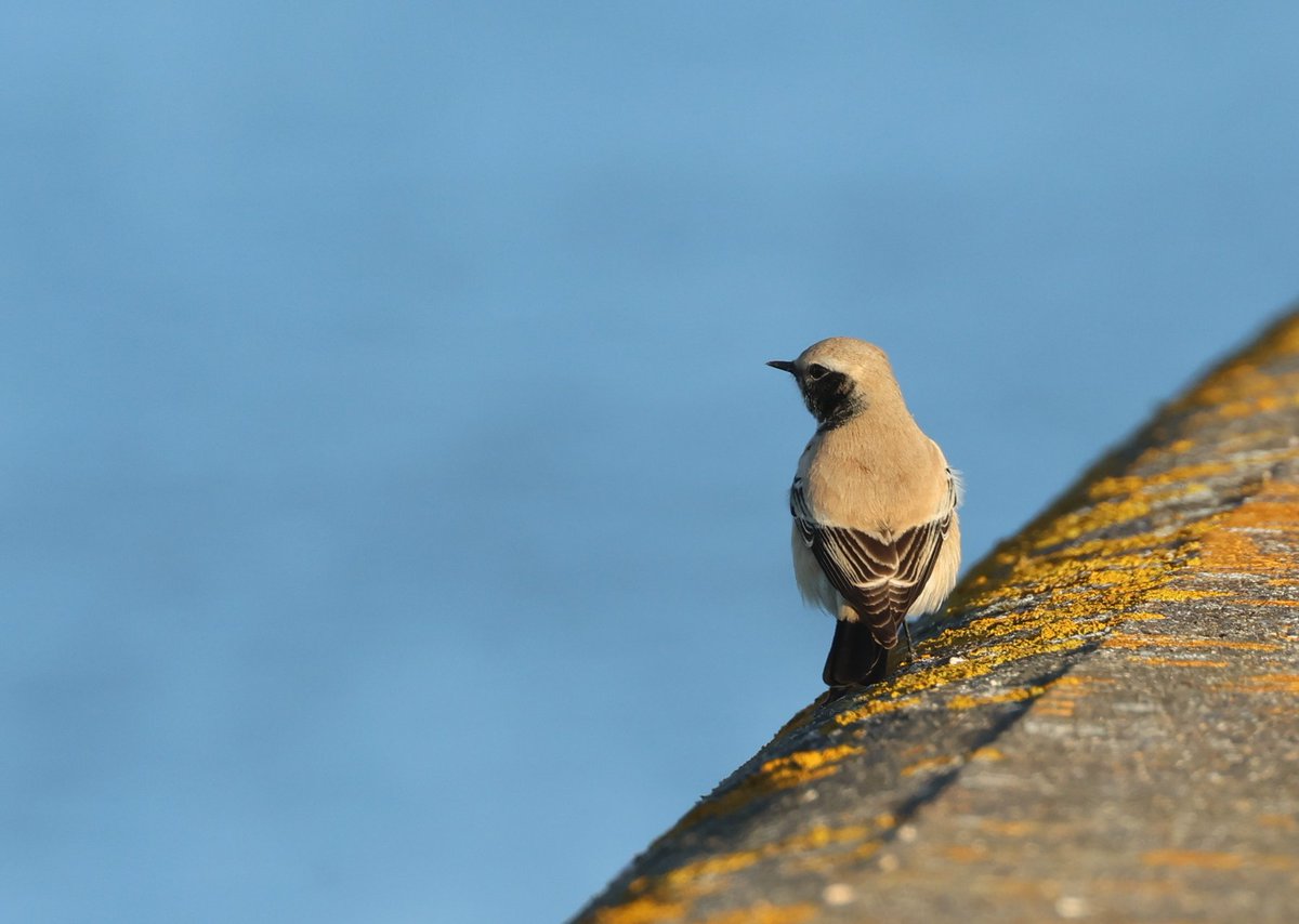 Latest Blog Post : Kent Birding Highlights for November 2025 robs-birding.blogspot.com