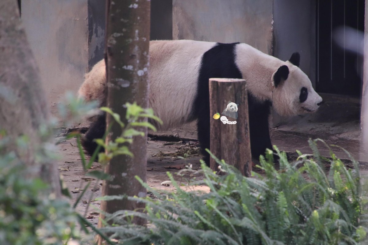 xia_lemon's tweet image. 🍯：新しいお家に来た初日、私は好奇心でいっぱいでした。
ここは前のお部屋と違って、茂みも少なくて、みんなに会いやすそう。
お隣には若い子たちがいて、あの子どもたちと一緒に元気に過ごしていた日々を思い出します。✨🐼💛

#panda #giantpanda #良浜 #rauhin #cute