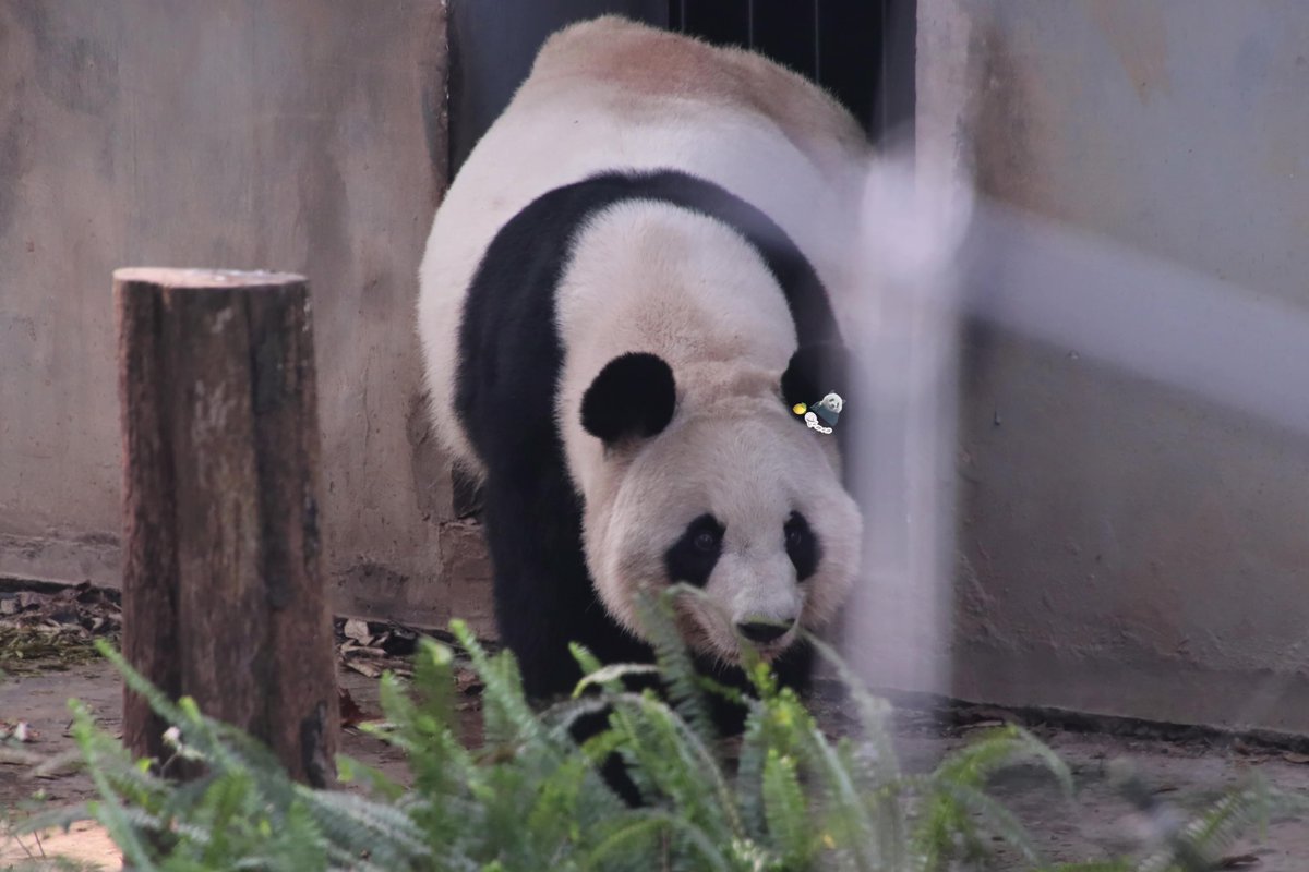 xia_lemon's tweet image. 🍯：新しいお家に来た初日、私は好奇心でいっぱいでした。
ここは前のお部屋と違って、茂みも少なくて、みんなに会いやすそう。
お隣には若い子たちがいて、あの子どもたちと一緒に元気に過ごしていた日々を思い出します。✨🐼💛

#panda #giantpanda #良浜 #rauhin #cute