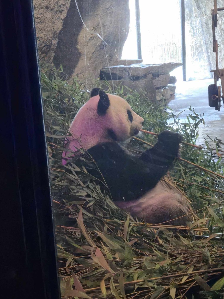 pandas_fr's tweet image. 🐼 🇧🇪🔜✈️🇨🇳 La femelle #HaoHao va quitter le parc belge de #PairiDaiza (@pairidaiza) dans les prochains jours.
Vous trouverez sur cette page spéciale toutes les infos et des photos d’hier prises par Laetitia (merci!) ⤵️⤵️
panda.fr/depart-de-hao-…

📸 ©️ Laetitia - 29 novembre 2025