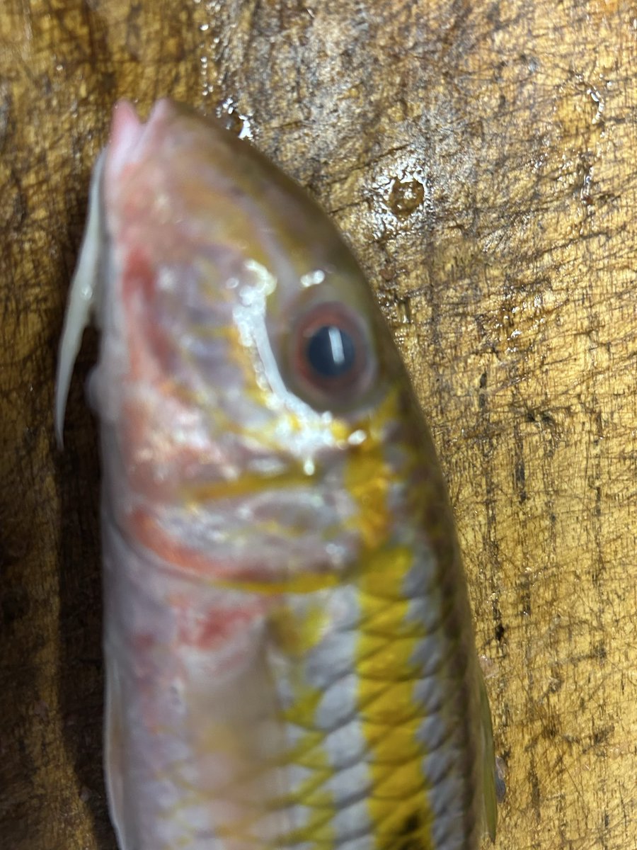 オジサンがオジサンに、
オジサンをもらった！

優しい釣り場のオジサン、ありがとう！