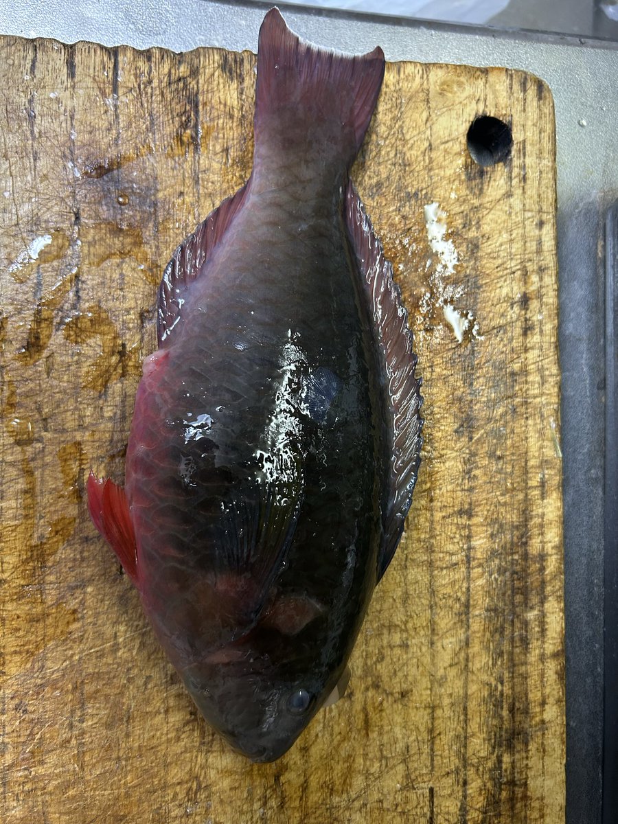 他にも、もらったムロアジ２尾と、
ブダイ。次は絶対に自分達で釣るぞ！