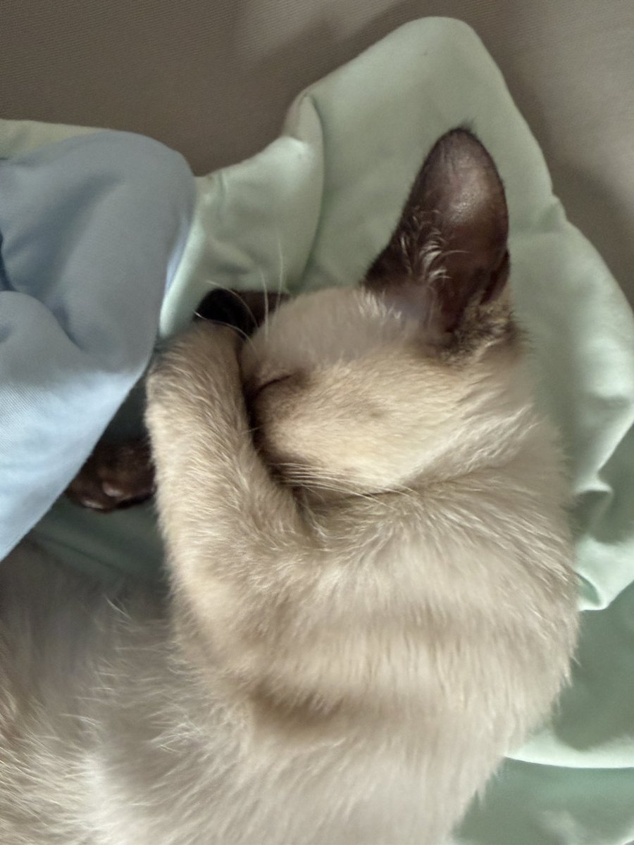 Alejandroaaee's tweet photo. 现在看着网上的小暹罗猫还是觉得好可爱好乖巧，可是回到家当杯杯做了不符合我心意的事情的时候我又总是忍不住打她咬她，我已经两次因为自己没有控制自己的脾气把她吓得尿尿了，我已经很多次只是因为自己的怪癖把她的头含在嘴里恐吓她。 https://t.co/yltYvknUBG