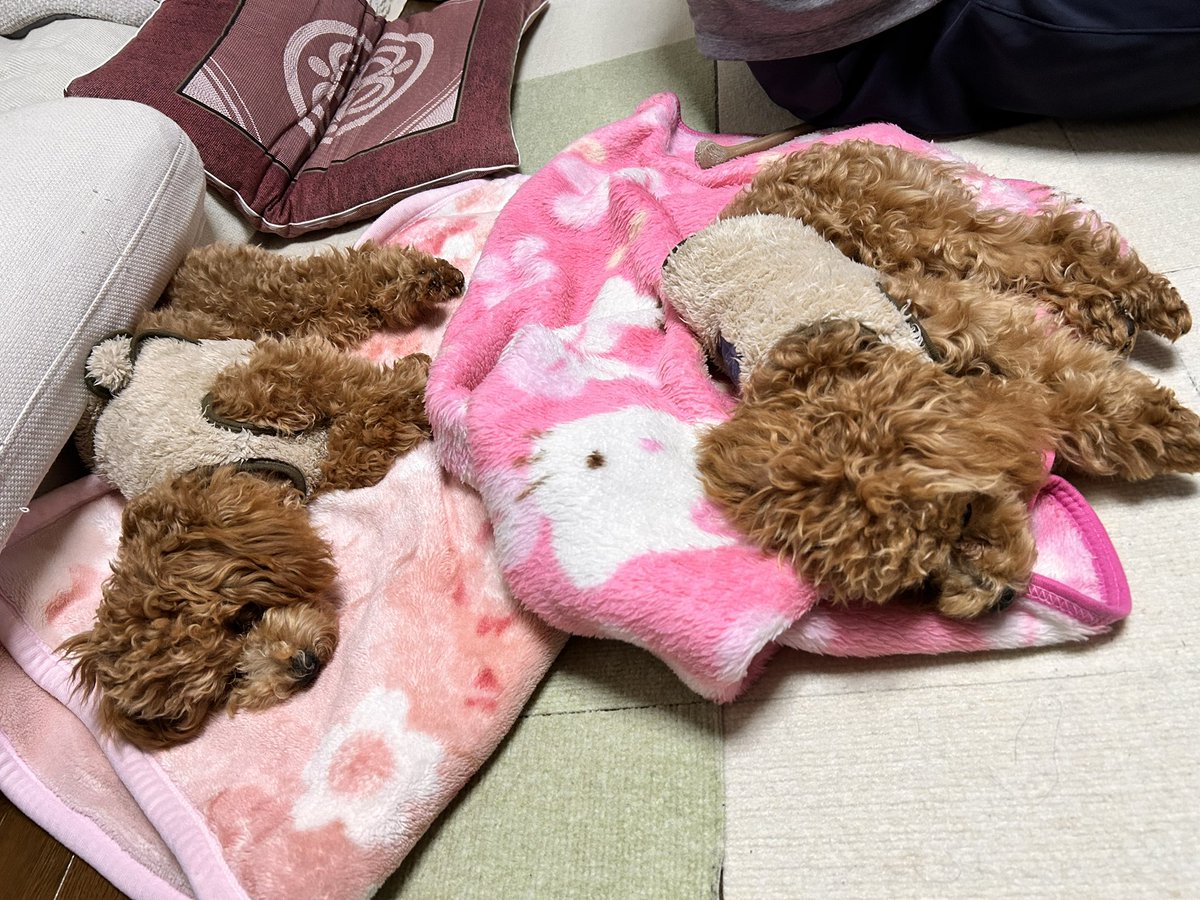 かずちゃん (@kazu13chan) / Posts / X