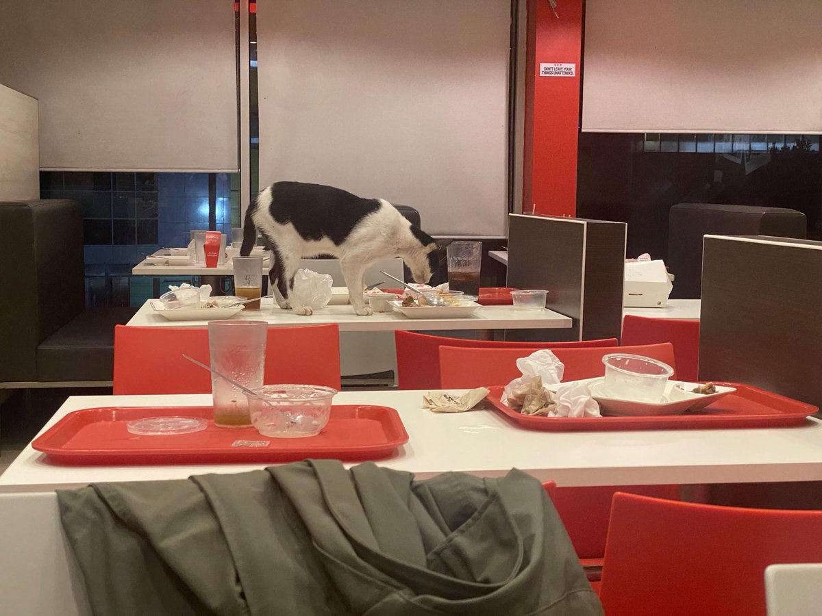 why do some “quick-service”restaurants let feral cats in and let them roam around

also why do people from this huge BPO campus along commonwealth avenue do not clean as they go