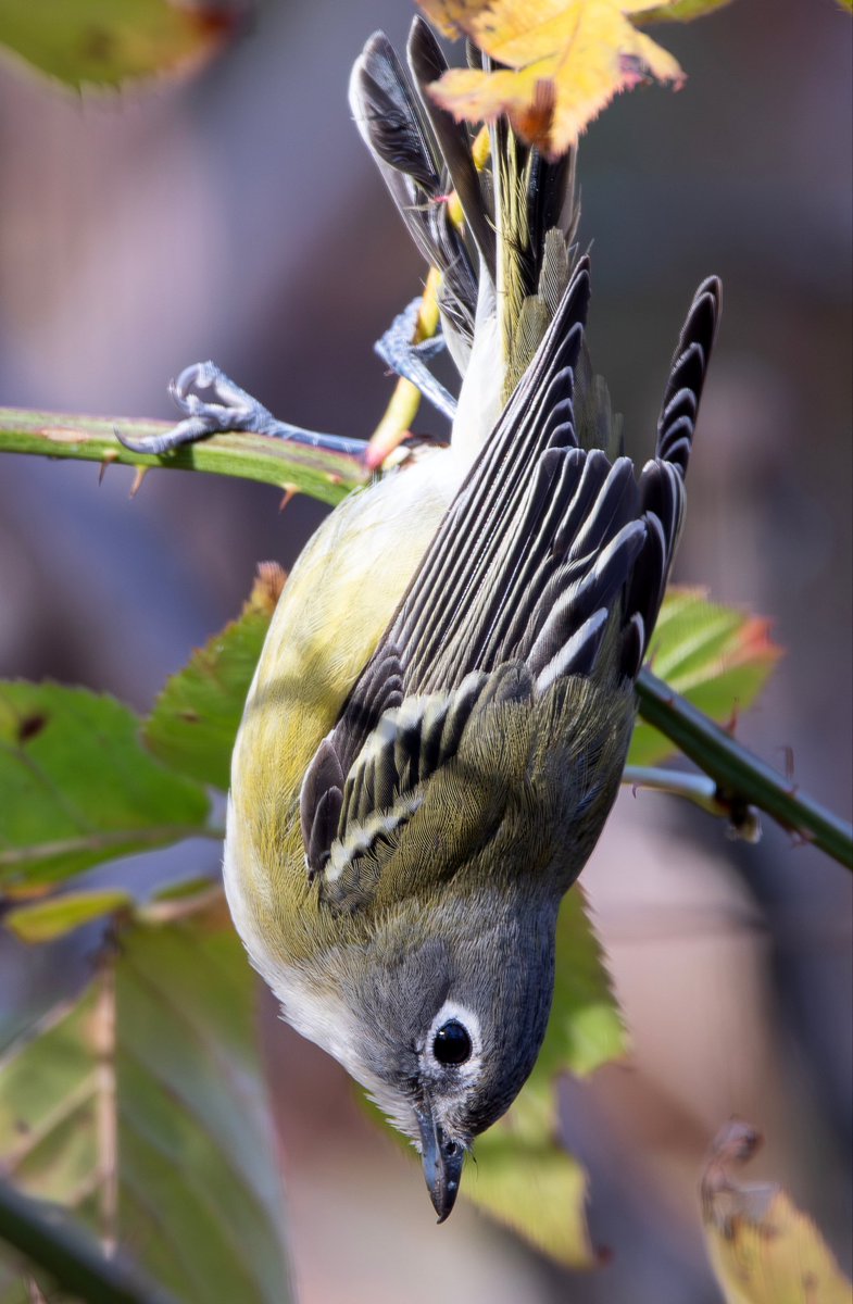 Alex Critelli tweet media