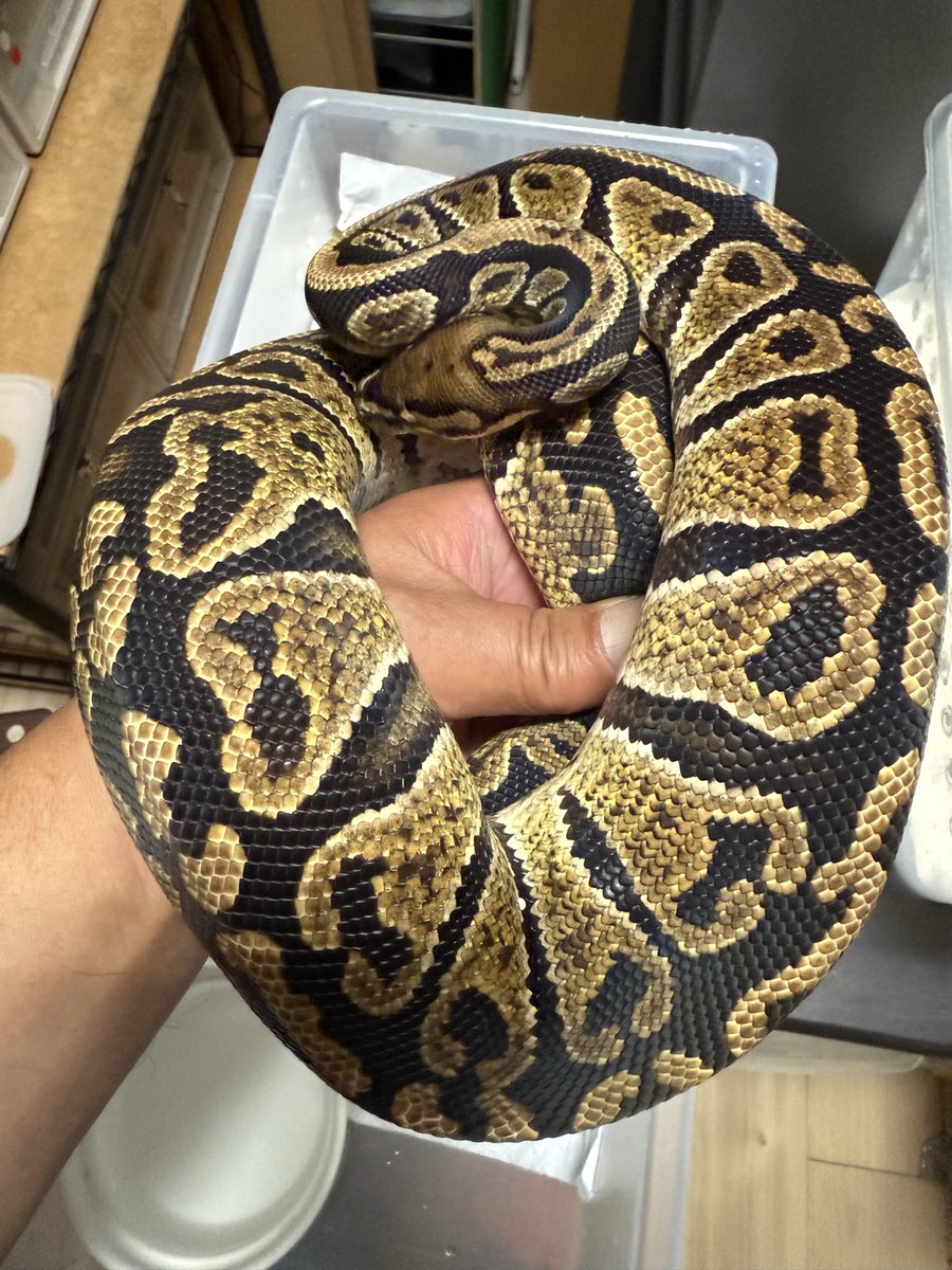 higuma_bp's tweet image. vbpさんのMMオーダー便でお迎えから1年。
年明けから頑張って貰いましょう‼️

グリムジェネティックグラナイトhetクラウンゴースト♂

相手を誰にするか悩む😕
#ボールパイソン
#vbp