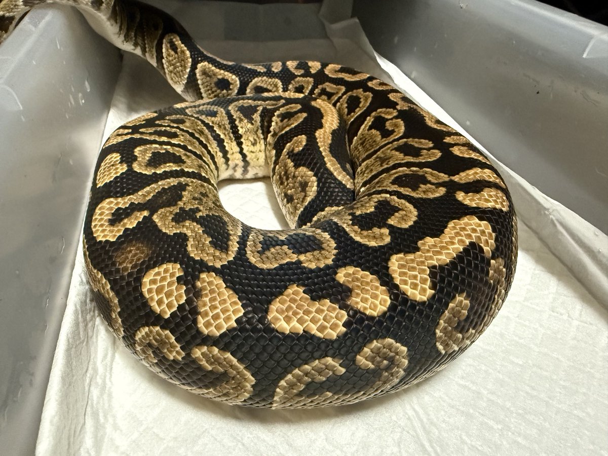 higuma_bp's tweet image. vbpさんのMMオーダー便でお迎えから1年。
年明けから頑張って貰いましょう‼️

グリムジェネティックグラナイトhetクラウンゴースト♂

相手を誰にするか悩む😕
#ボールパイソン
#vbp