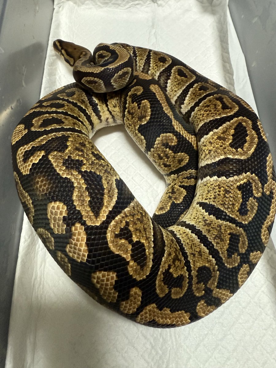 higuma_bp's tweet image. vbpさんのMMオーダー便でお迎えから1年。
年明けから頑張って貰いましょう‼️

グリムジェネティックグラナイトhetクラウンゴースト♂

相手を誰にするか悩む😕
#ボールパイソン
#vbp