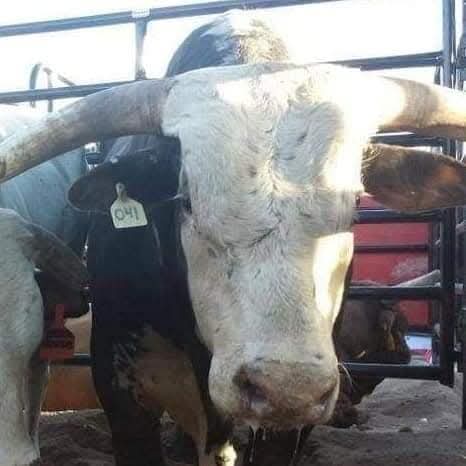 <a href="/xbillc/">Mike Boatworx</a>  
Sunday Blessings 
Y'all Enjoy Your Sunday 
Stay Safe Stay Strong 
God Bless Our Bucking Bull Family 
Bucking Bulls Matter Amen 
🦬🤠🦬🤠🦬🤠🦬🤠🦬🤠🦬🤠🦬🦬🦬