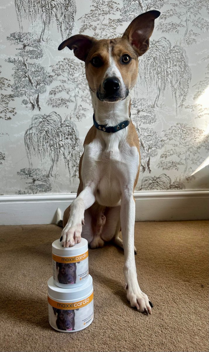 maxxipaws's tweet image. maxxicardio for happy healthy heart ❤️
#maxxicardio #dogheartsupport #catheartsupport #canineheart #dogsheart #doglover #maxxipaws