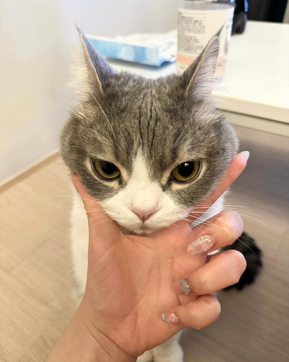 PunchingCat's tweet image. 