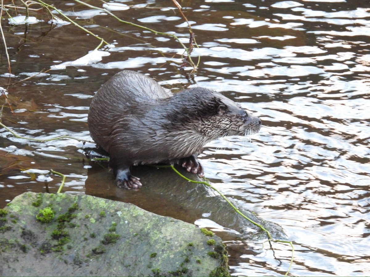 lesley7007's tweet photo. Otter on the Water of Leith this morning. https://t.co/74fyMytuMK