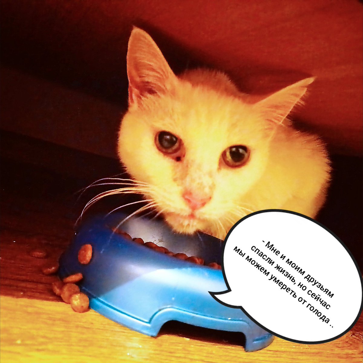 Дорогие наши читатели, у 80 кошек заканчивается корм, мы собрали 7500р благодаря вашему неравнодушию и заботе 🫂
Нам не хватает 1700р, чтобы выкупить мешок 15кг

Очень просим вас помочь нашим котикам
✅ Сбербанк 5469 9802 4588 4305 Елена М
✅ СБП 📲 89622651178