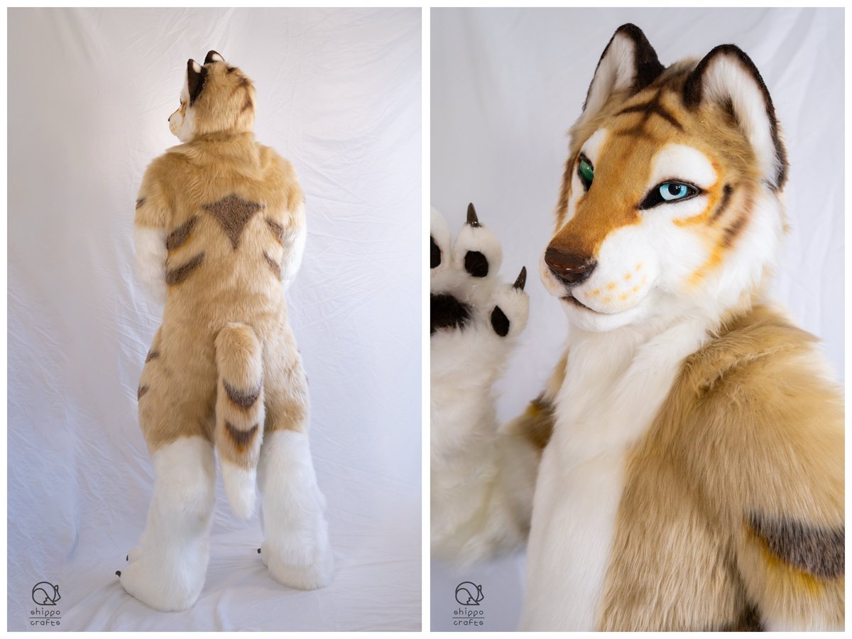 【Commission】

虎と狼をモチーフにしたの着ぐるみが完成しました！

マズルや頭部の造形にこだわって虎の力強さと、狼の凛とした雰囲気を融合させました。
印象的なオッドアイがチャームポイントです🐯🐺

 #shippocrafts
 #fursuitmaker