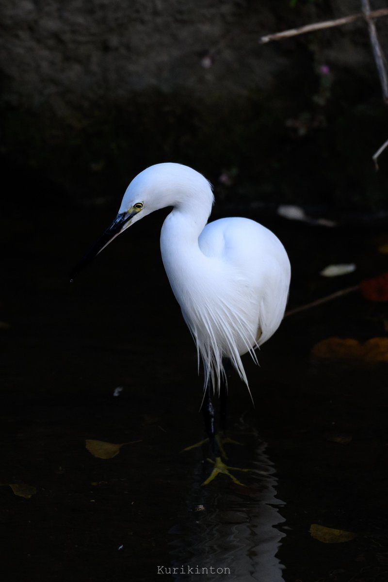 栗きんとん🌰 (@redzone178) / Posts / X