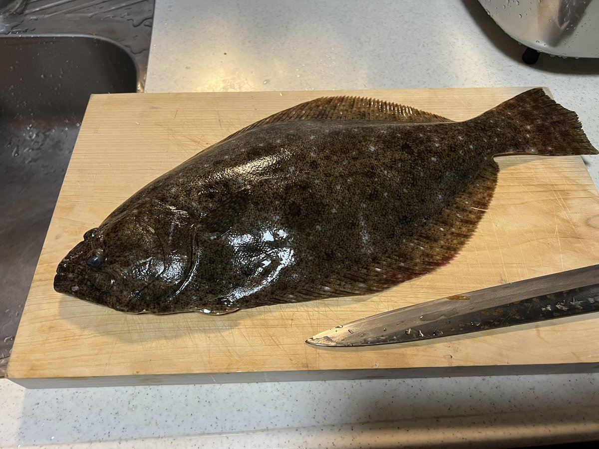 LUSH_Yk's tweet photo. 4連続で青物釣れてなかったけどやっと脱却した。それでも調子悪いけど😂
ゲストのヒラメも釣れて満足🥰 https://t.co/gAGSobxzzQ