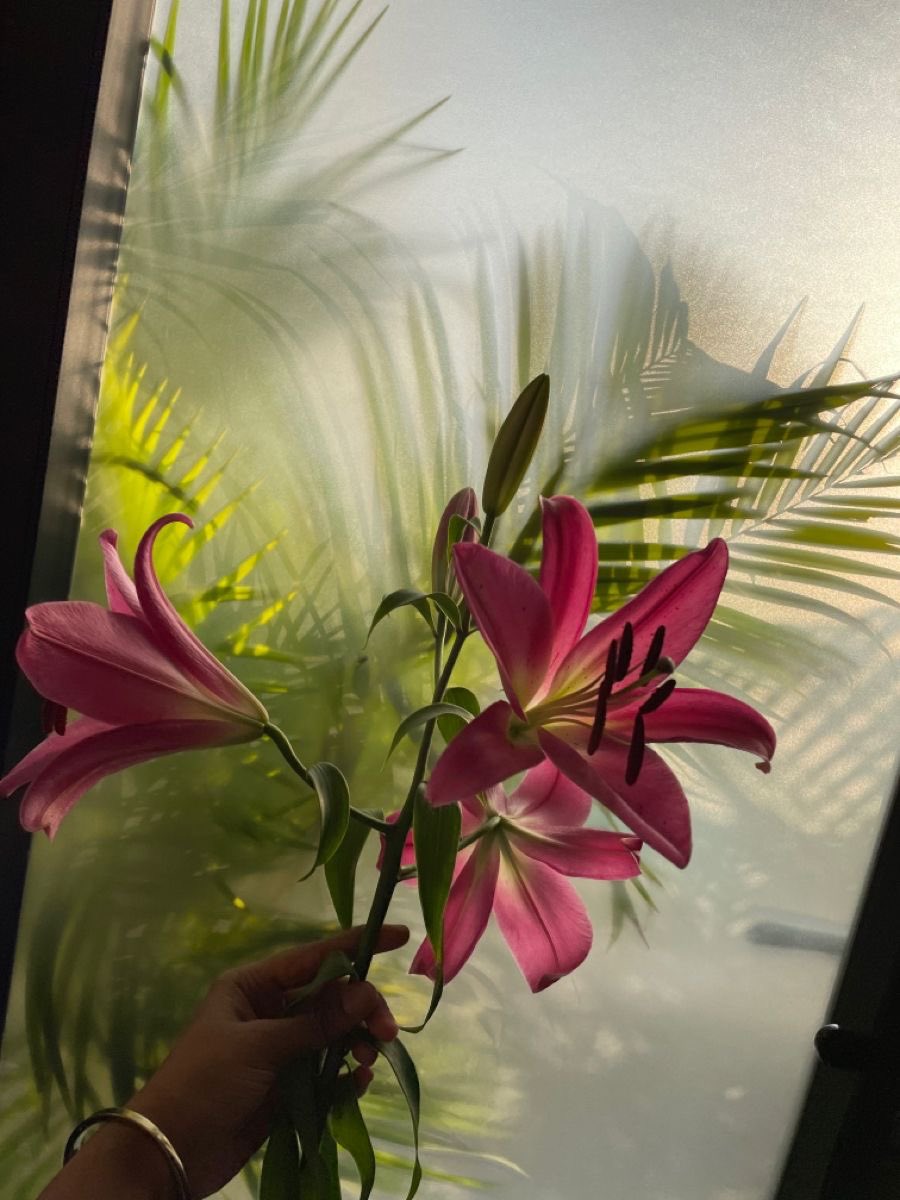 ⭐花⭐ 花好財旺 マルチカラー / Flowers and Prosperity Multicolor