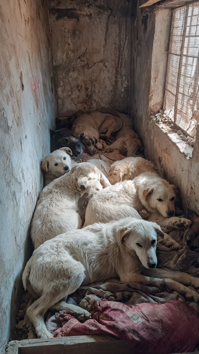 Priyanshi tweet media