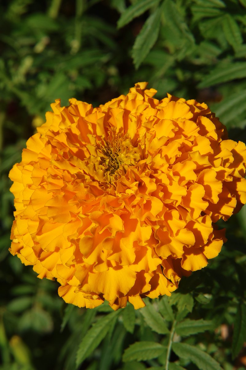 gontanokoneroku's tweet image. Marigold 😁 

#Photography #Marigold #Tagetes