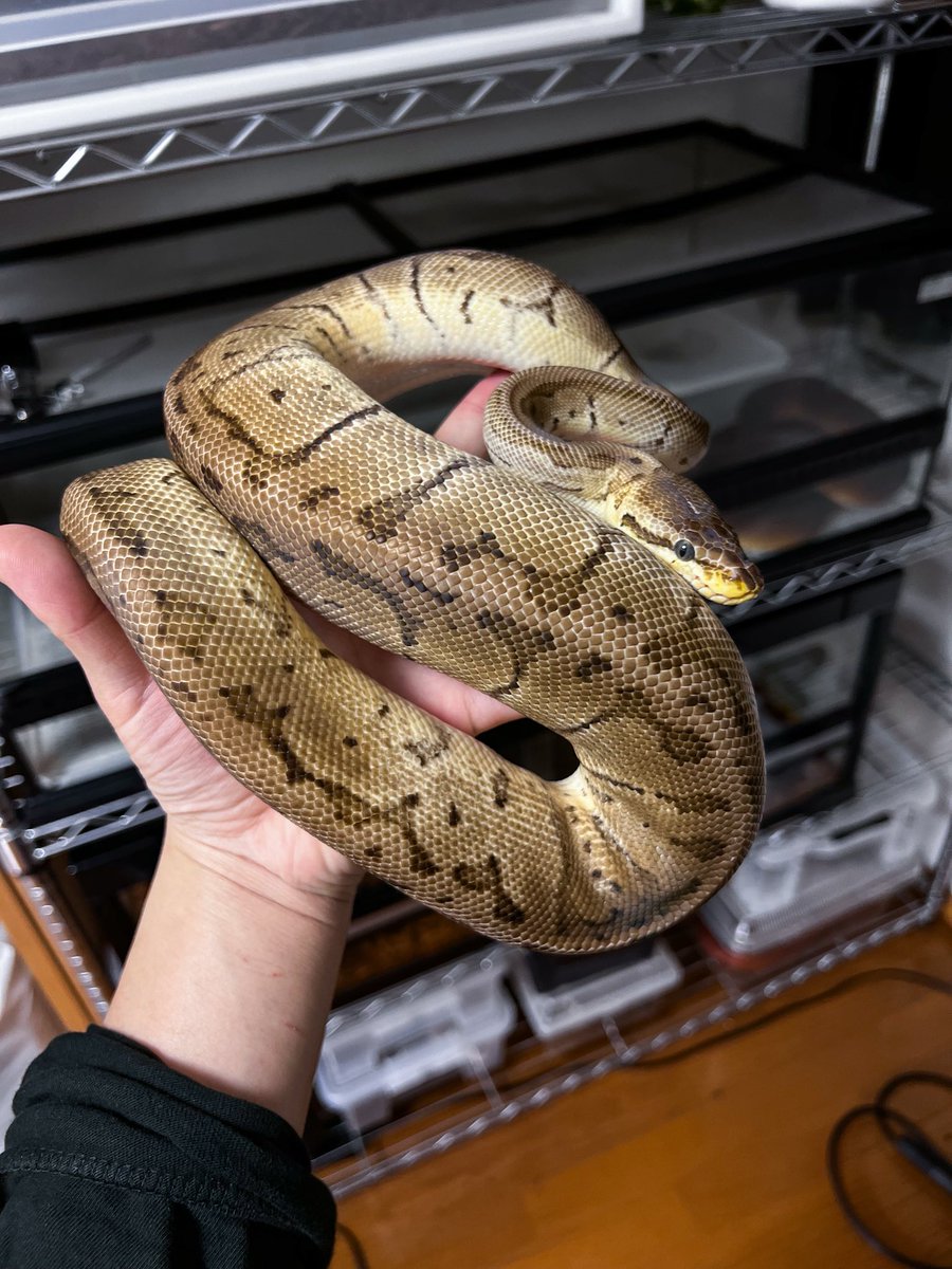 iwahashi (@vespa1084) / Posts / X