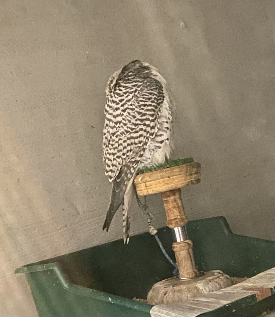 Gull_nest's tweet image. 丸くなって寝てた