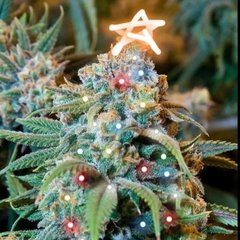 MimiTexasAngel's tweet image. #SocialistSunday ~ #sundaymotivation 
Have you heard of the Tree of Life? 
He, that hath an ear, let him hear what Spirit saith to  churches: To him, that overcomes, I will give to eat of  tree of life, which is in paradise of my God. 
Feed, Heal, House by divine seed for Free ~