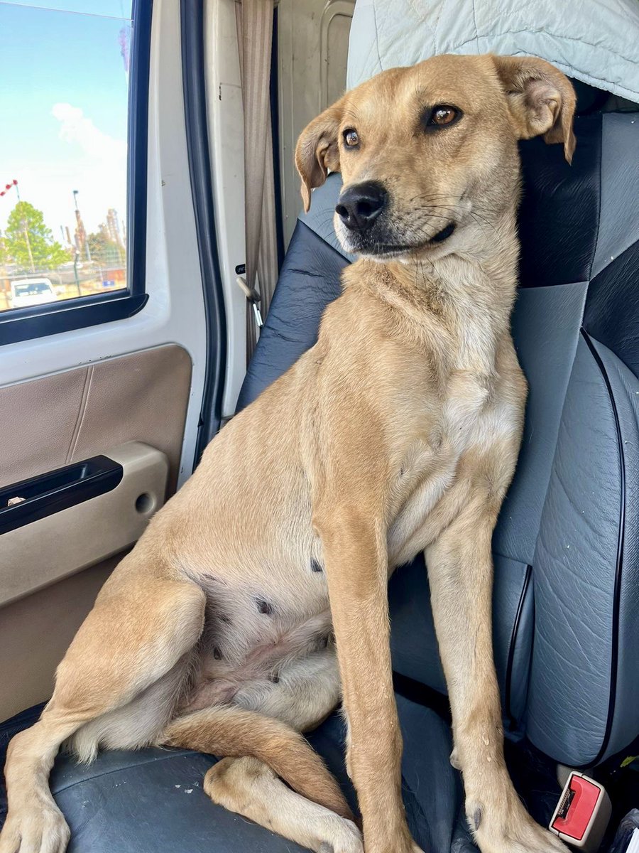 Llegó el día. Nadie preguntó por la perrita y volverá a Lenga ☹️
Logramos esterilizarla por lo menos.