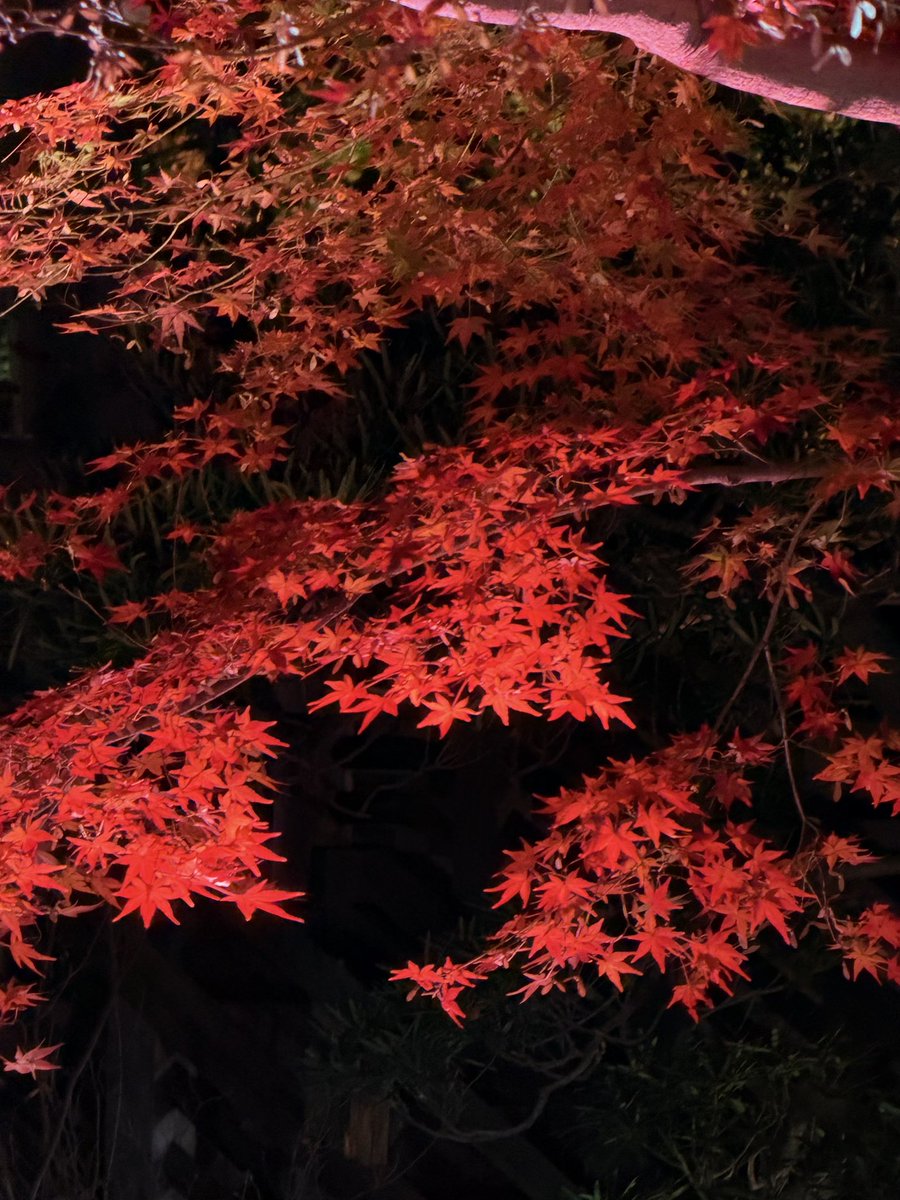 【きょうのこうよう】

近所のライトアップに散歩がてらに凸💨