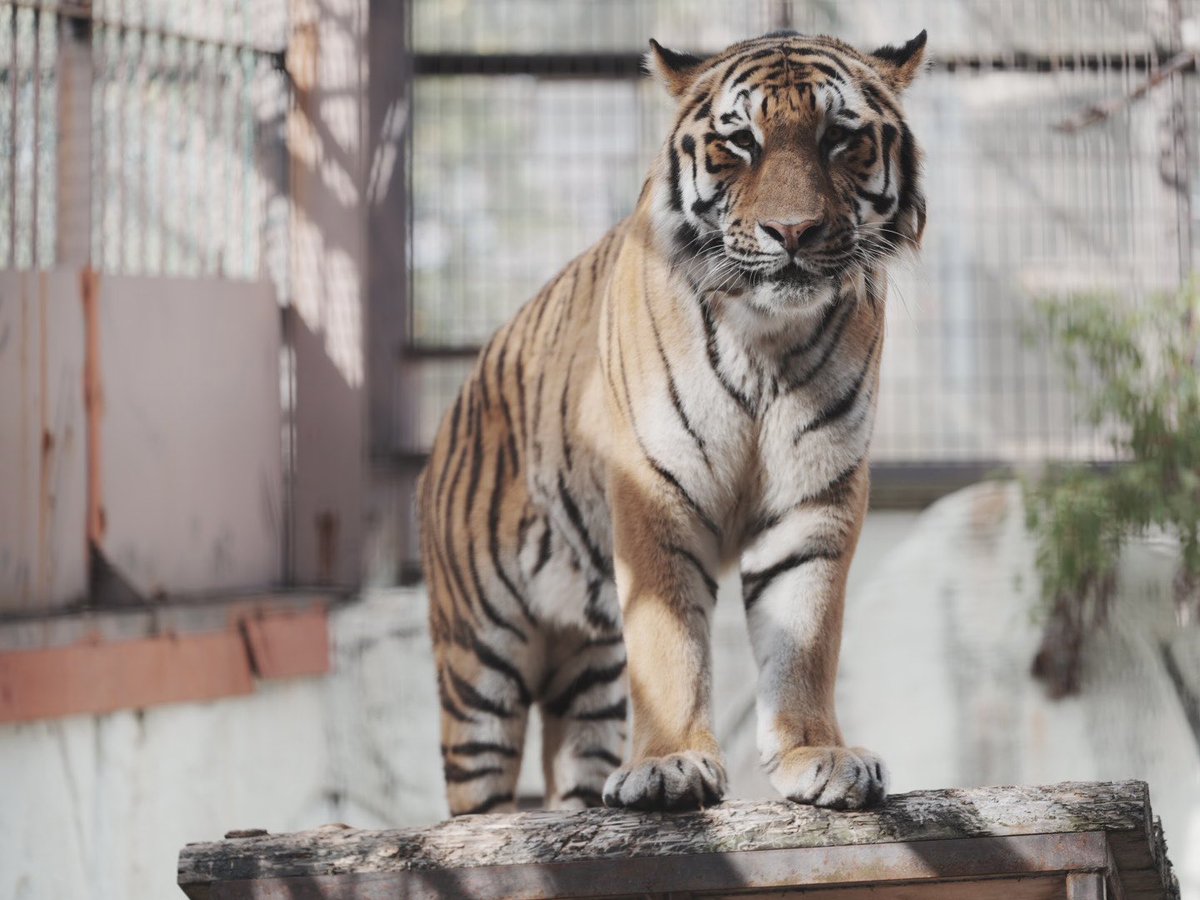 Zk5Gb's tweet image. ライオンキングのようなヒューイ🐯
#福岡市動植物園
#アムールトラ
#ヒューイ