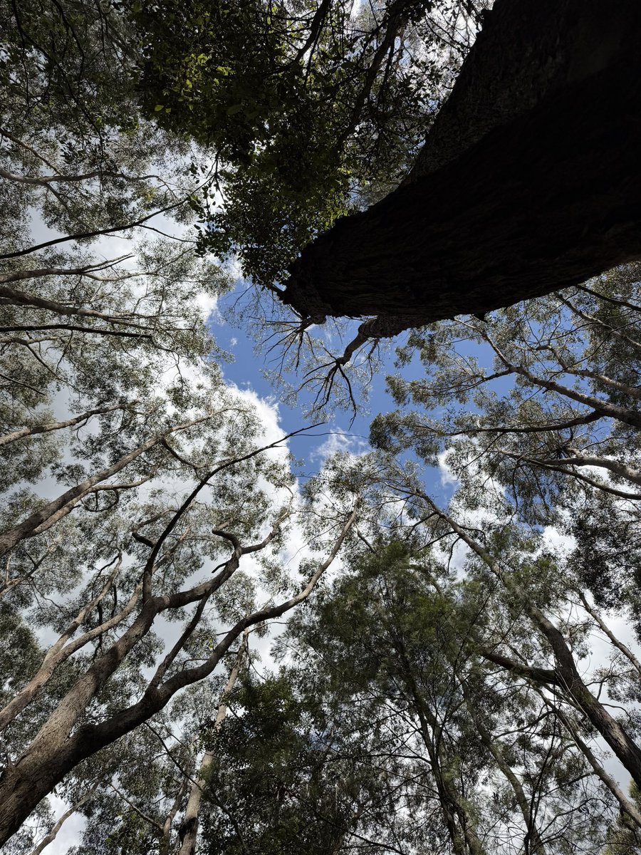 一枝独秀SJ/苏静 tweet media