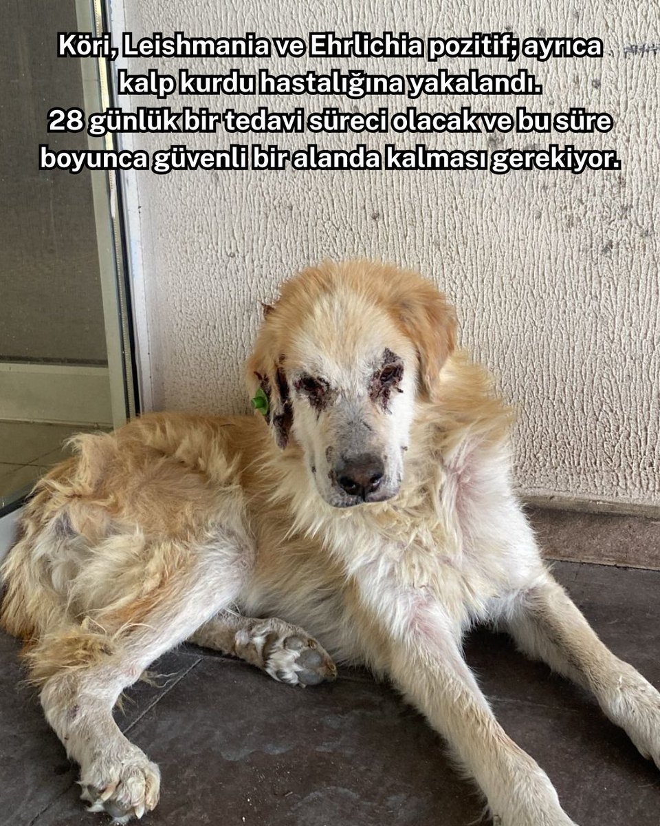 KOÜ Doğa ve Hayvan Dostları Kulübü 🐾 tweet media