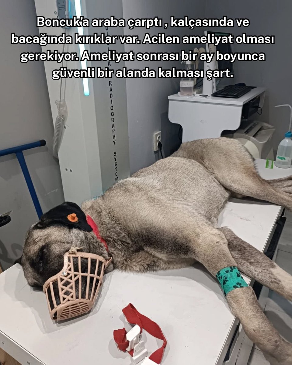 KOÜ Doğa ve Hayvan Dostları Kulübü 🐾 tweet media