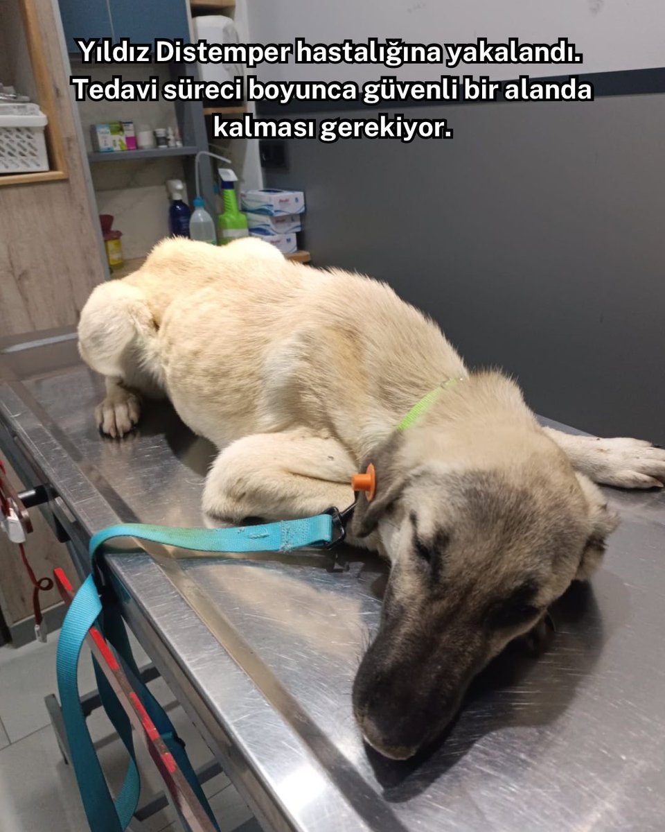 KOÜ Doğa ve Hayvan Dostları Kulübü 🐾 tweet media