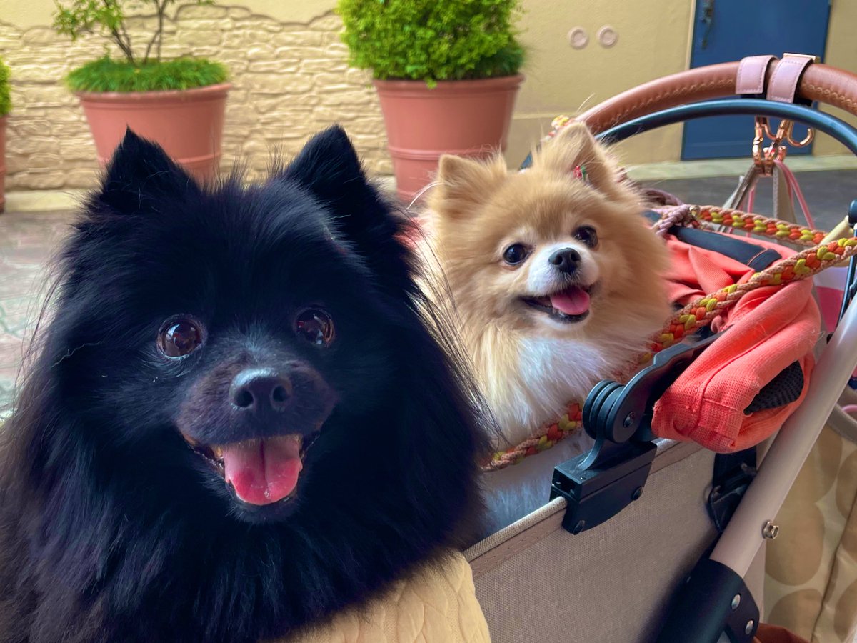 ポメころびページです＊ ポメラニアンここにこ