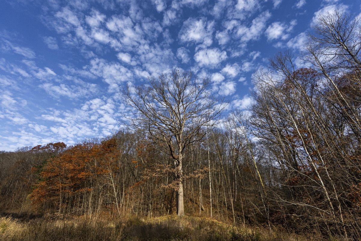 “Nature's heart is beating, beating, beating out the autumn!”—Sara L. Vickers Oberholtzer, "The Close of November," Violet Lee, and Other Poems, 1873.

#SundayPeace

Photo: Conservancy for CVNP/Aaron Self