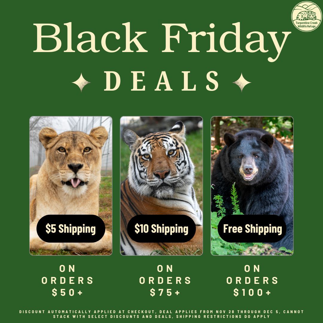 turpentinecreek's tweet image. 📦✨ Holiday Shipping Reminder!
To make sure your gifts arrive on time, plan ahead and place your orders by December 10 🐾

Every purchase supports the rescued cats at Turpentine Creek 💛

🛒 Shop now →  shop.turpentinecreek.org

#BlackFridaySale #GiftsThatGiveBack
