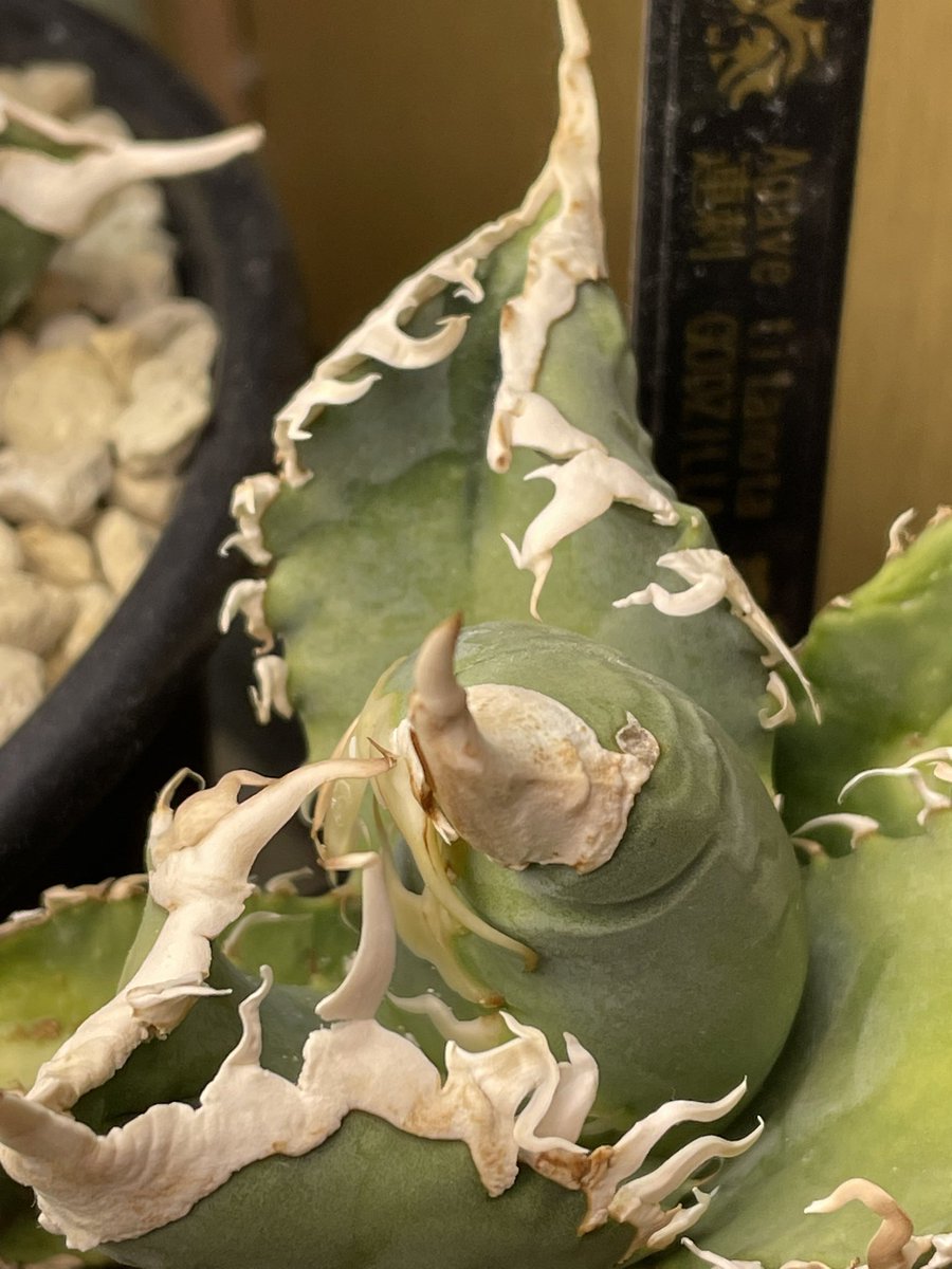 st-TAKA (@Mr_Green213) / Posts / X