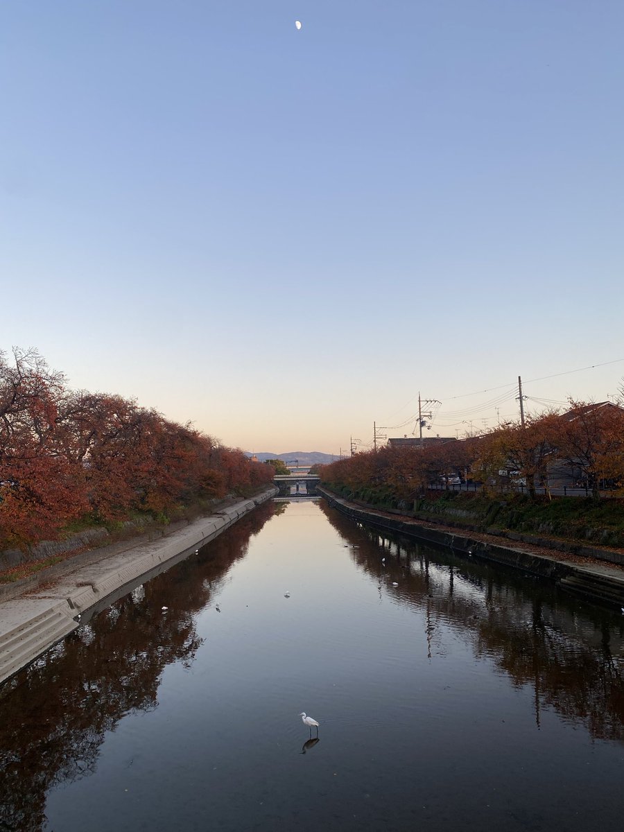 Restrat800's tweet photo. 前川堤の桜並木 https://t.co/7OPRb6KN8t