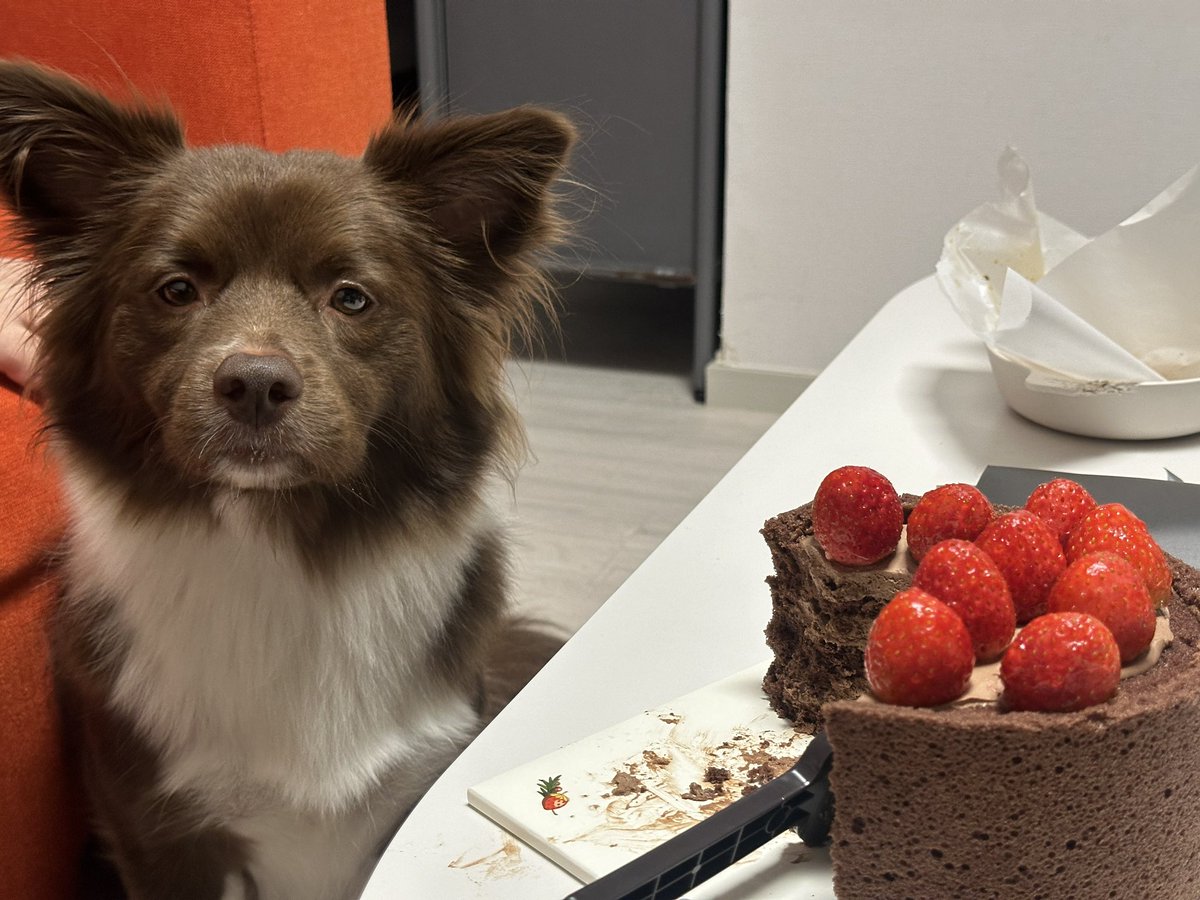 본인이 스초생인데 어째서 스초생을 먹을 수 없는지 이해할 수 없고 속상하고 엄마가 밉고 원망스러운 스초생강아지