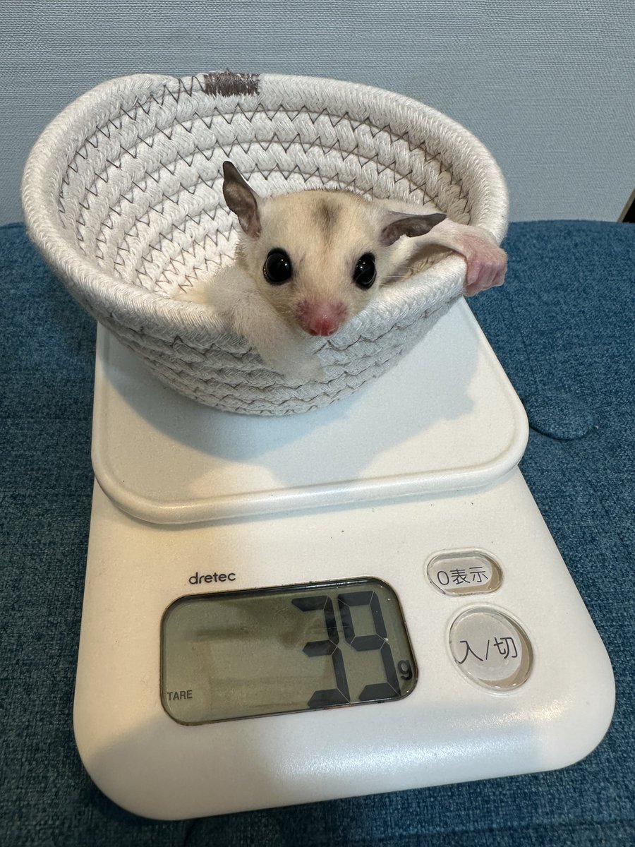 𓄛ハニーモモンガ𓄛 (@Kou_momonga) / Posts / X