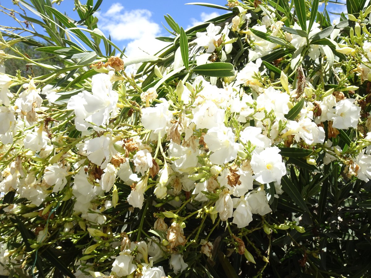 ferchinchin's tweet image. ❝Many people confuse BAD MANAGEMENT with FATE❞.
⭐  Kin Hubbard

 🌿  𝑁𝑒𝑟𝑖𝑢𝑚 𝑂𝑙𝑒𝑎𝑛𝑑𝑒𝑟 L. ➤ 𝙰𝙿𝙾𝙲𝚈𝙽𝙰𝙲𝙴𝙰𝙴.
#Nerium #adelfa #Hubbard