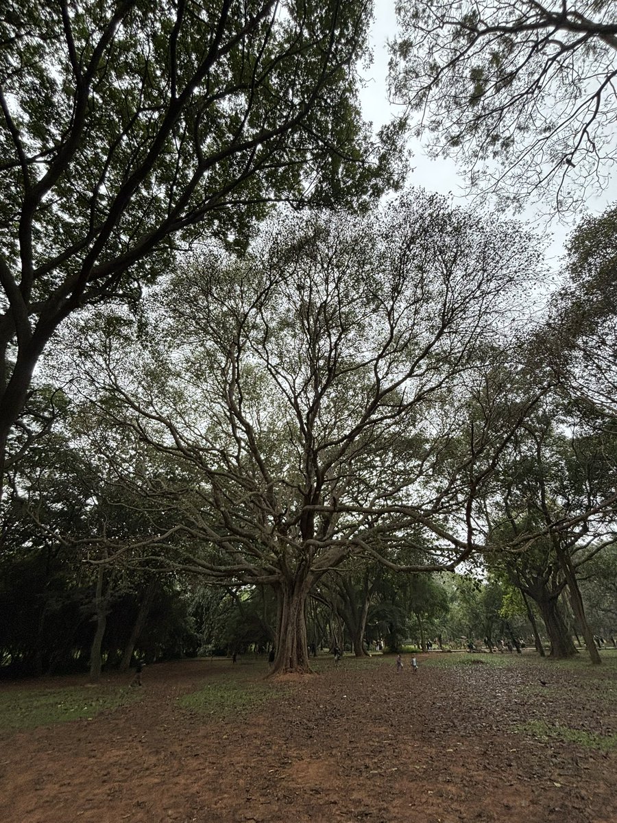 asyncunnati's tweet image. Postcards from Cubbon Park