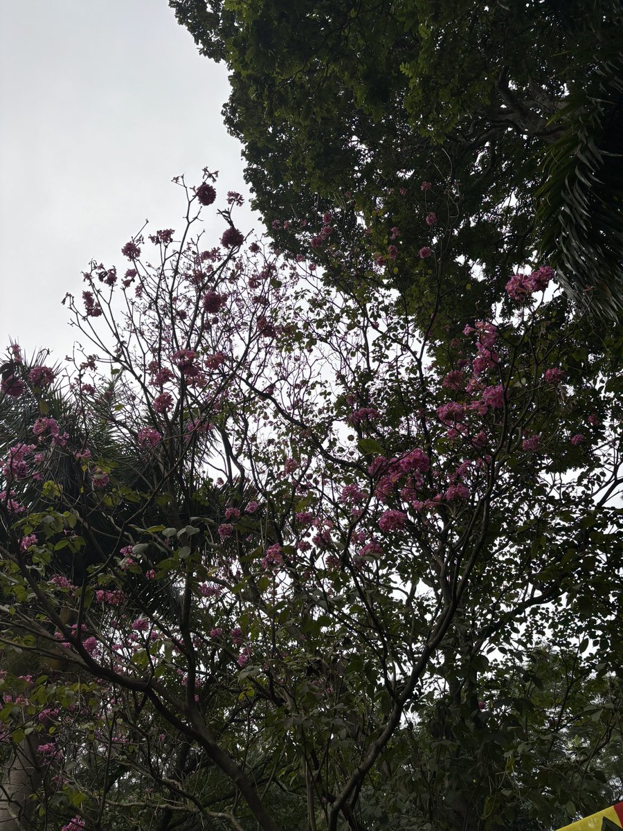 asyncunnati's tweet image. Postcards from Cubbon Park