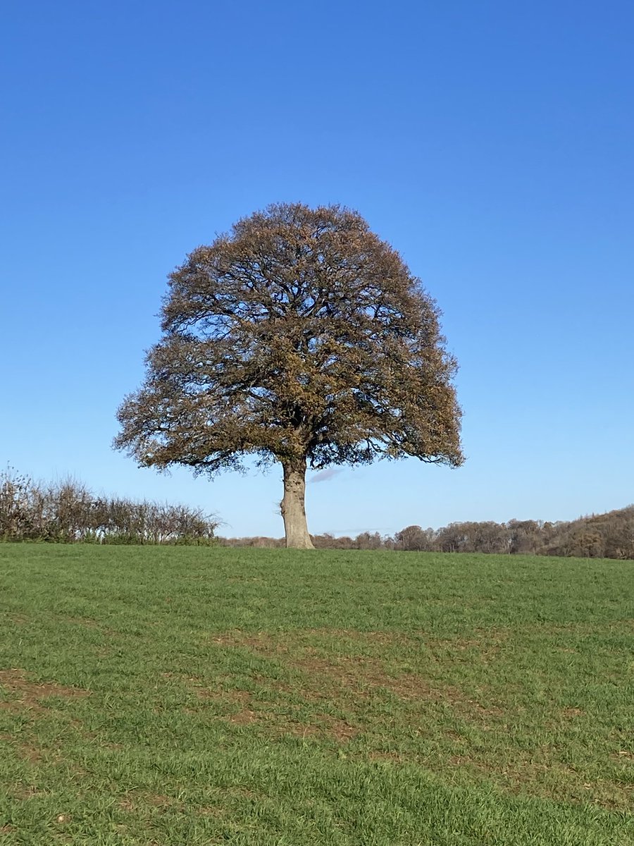 FlashForFreedom's tweet image. Looking more autumnal today.