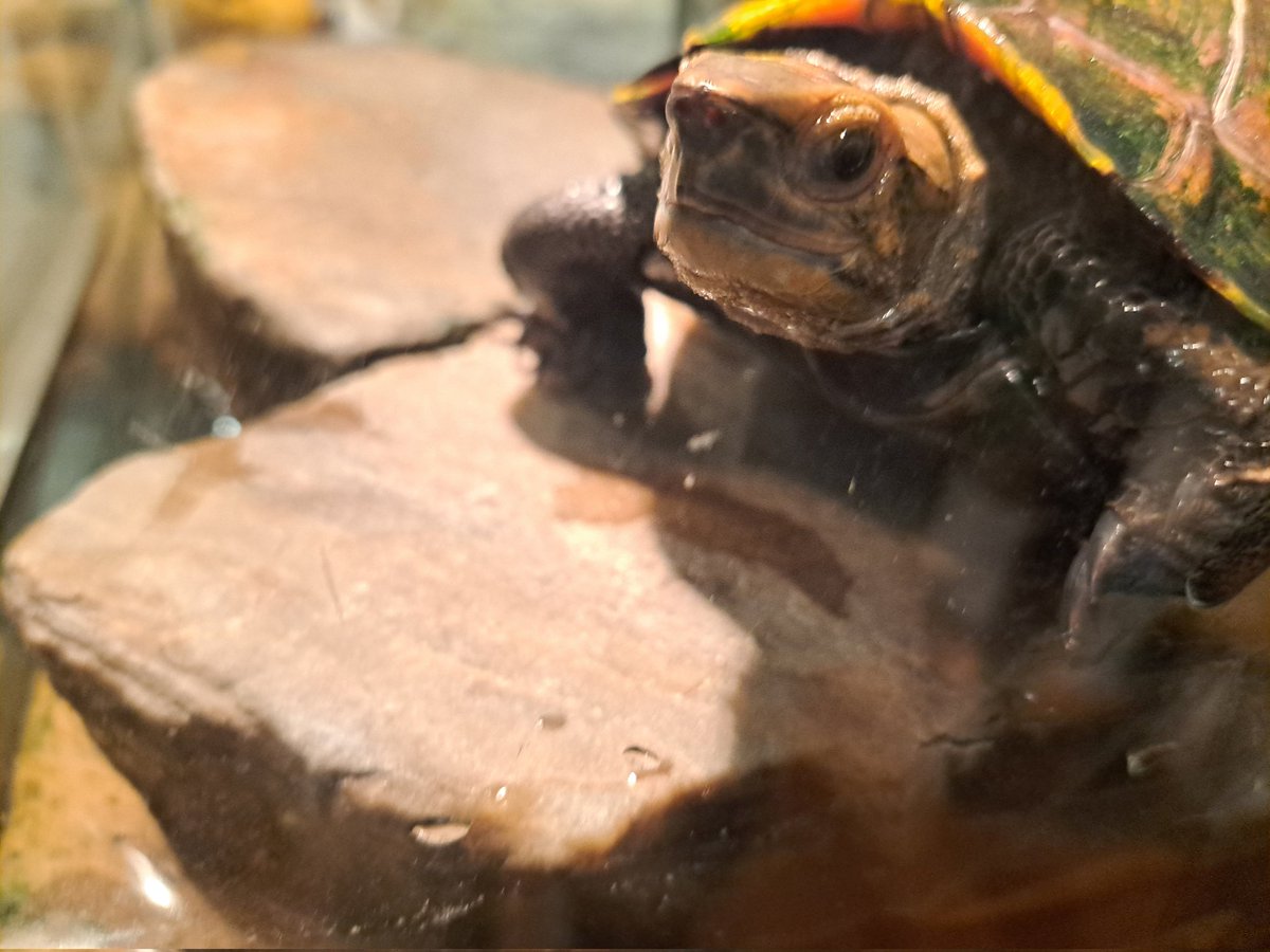 chichicafe tweet media