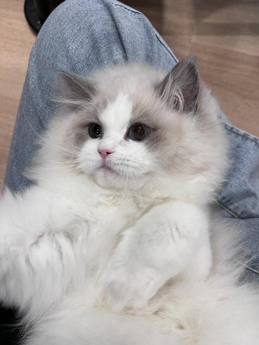 daisy_daisy3487's tweet photo. A regal Ragdoll, lounging in denim heaven Soaking up the moment✨ https://t.co/ur6IQOcg0W
